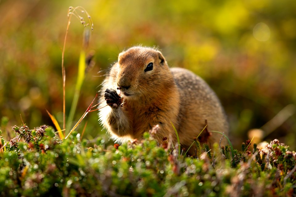Arctic ground squirrel foraging
