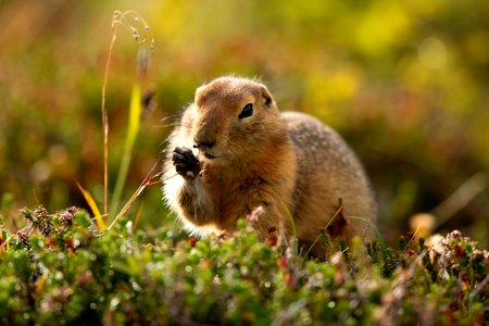 Arctic ground squirrel foraging photo