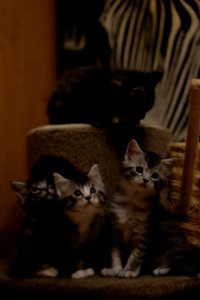 Chatons GALIT 13.12.2015 - Février 2016