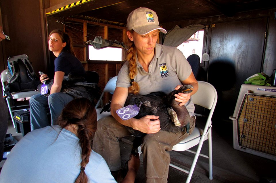 Devon Pryor with the Santa Barbara Zoo holds a condor during a lead test.