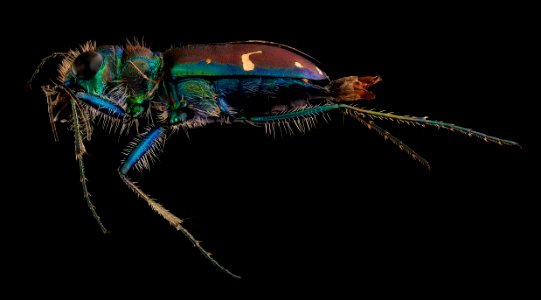 Cicindella limbalis, left, u, Allegany, MD 2019-05-31-18.47.43 ZS PMax UDR