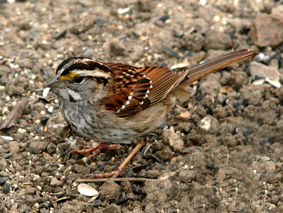 SPARROW, WHITE-THROATED (3-17-07) canet rd, morro bay, slo co, ca
