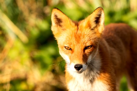 Red fox at Izembek Lagoon