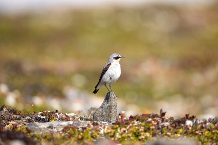 Northern wheatear on rock photo