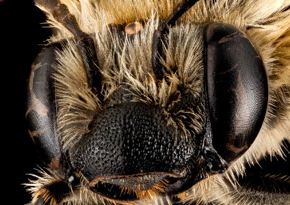 Eucera rosae, F, Face ammonia, MD, St Mary's County 2014-02-21-16.58.25 ZS PMax photo