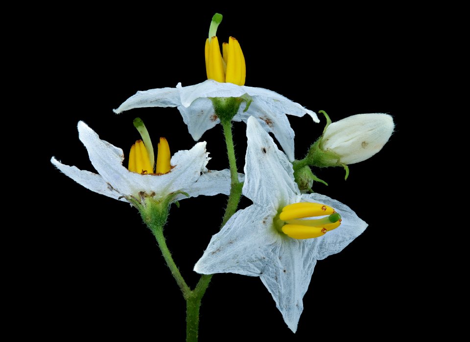 Solanum carolinense, Horse-nettle, Howard County, Md, Helen Lowe Metzman 2019-10-24-12.26.58 ZS PMax UDR