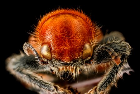 Beetle 3, face 2012-06-20-15.42.23 ZS PMax photo