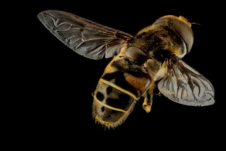 Eoseristalis dimidata, MD, Beltsville 2013-09-28-18.51.44 ZS PMax photo