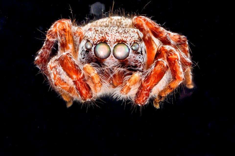 Jumping Spider 1, M, face, 2012-10-17-11.16