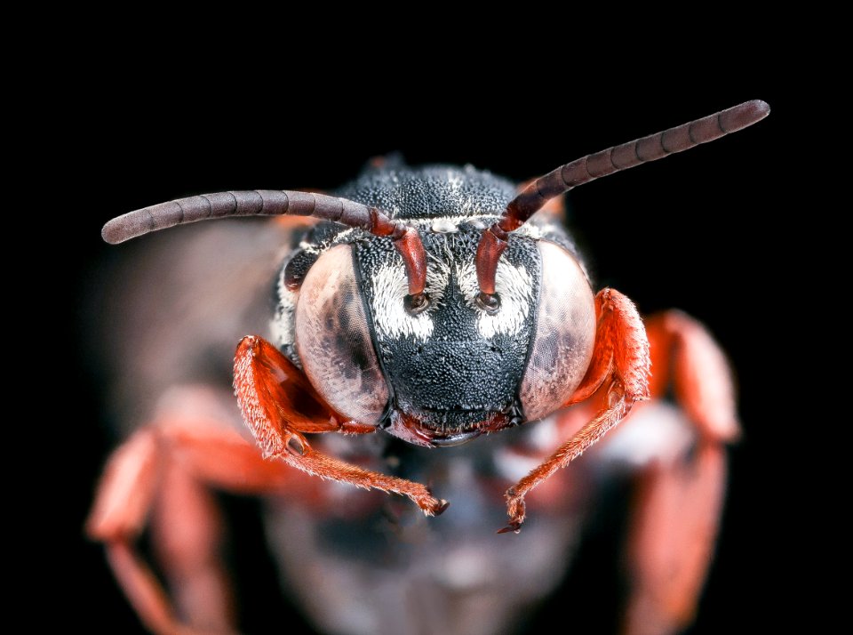 Triepeolus rhododontus, face, f, Talbot, MD 2019-10-21-19.01.43 ZS PMax UDR