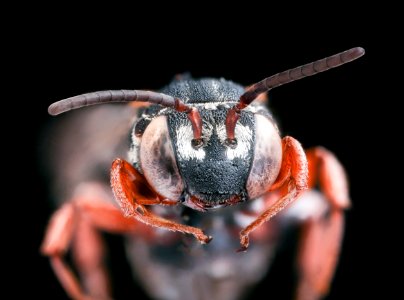 Triepeolus rhododontus, face, f, Talbot, MD 2019-10-21-19.01.43 ZS PMax UDR