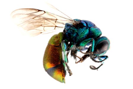 Pseudospinolia-neglecta,-side