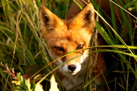 Red fox at Izembek Lagoon