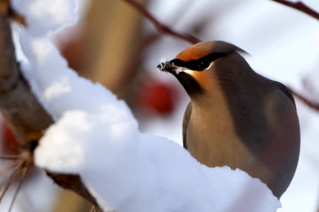 Bohemian Waxwing photo