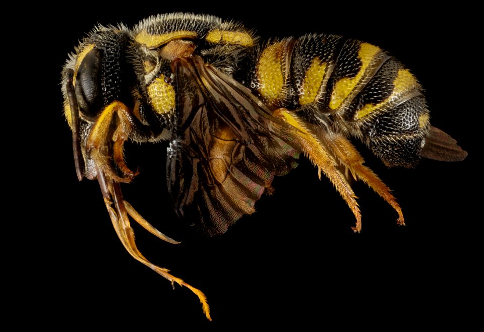 Stelis costalis, M, Side, GA, Baker County 2015-01-09-12.11.35 ZS PMax