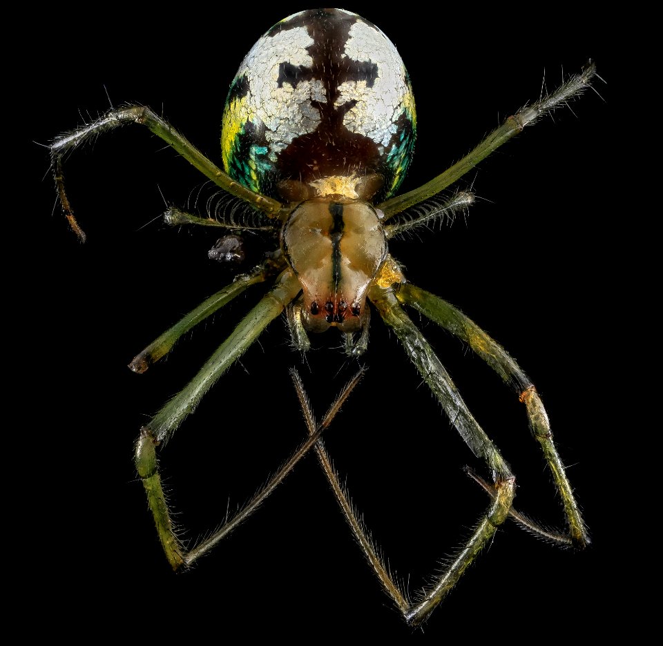 Leucauge venusta, Orchard Orb Weaver, U, Top 1, MD, Upper Marlboro 2013-06-21-15.22.38 ZS PMax