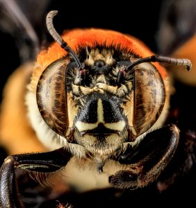 Centris decolorata, F, Face, Puerto Rico 2013-07-04-12.27.56 ZS PMax photo