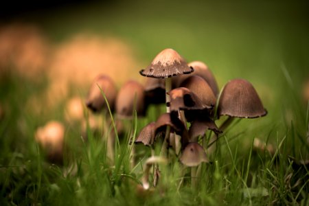 Mushrooms photo