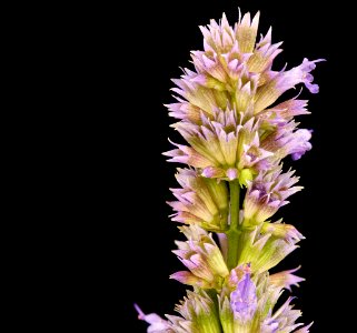 Agastache foeniculum 2, Anise Hyssop, GFG, Howard County, Md 2019-03-22-19.52.40 ZS PMax UDR