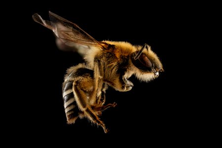 Colletes aestivalis, f, right, Rockingham Co. VA 2019-03-21-21.32.41 ZS PMax UDR