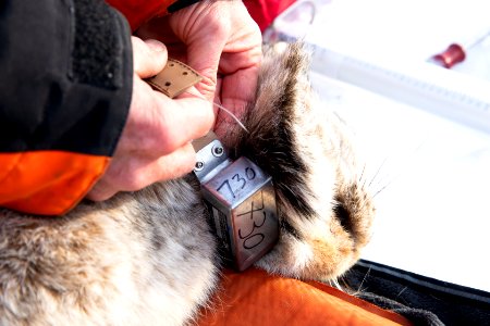 Lynx Project At Yukon Flats National Wildlife Refuge photo