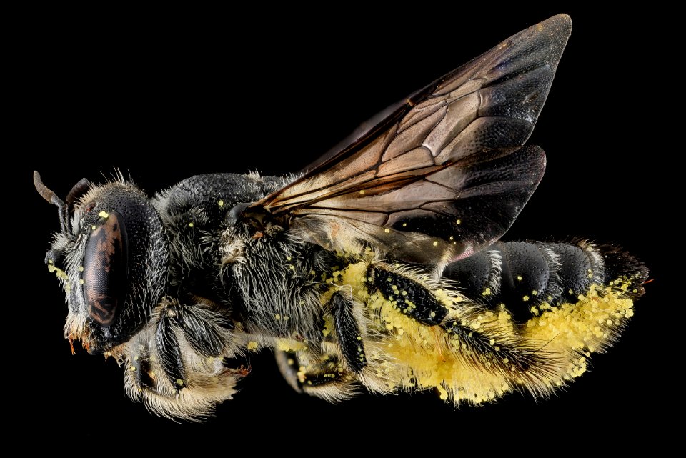 Lithurgus gibbosus, F, side, NC, Moore County 2013-09-26-16.20.30 ZS PMax