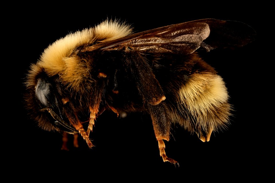 Bombus ashtoni, f, side, albany, mccabe 2017-02-01-12.30