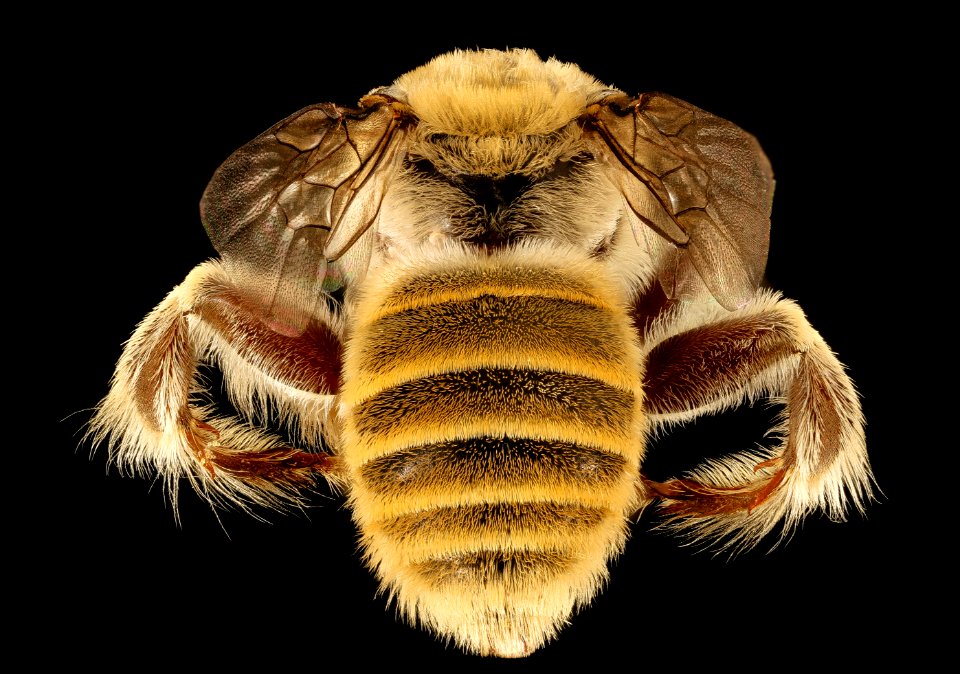 Diadasia rinconis, m, back, Pima Co., Tucson, AZ 2016-07-19-19.24.19 ZS PMax UDR