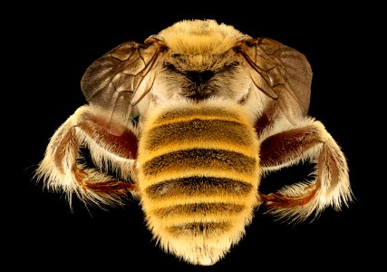 Diadasia rinconis, m, back, Pima Co., Tucson, AZ 2016-07-19-19.24.19 ZS PMax UDR