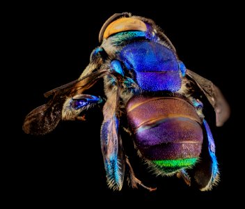 Orchid bee green butt, m, back, guyana 2014-06-17-18.25.47 ZS PMax photo