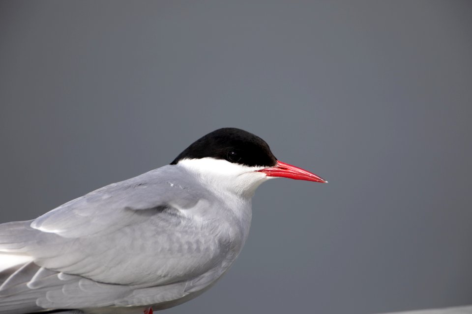 Arctic tern close-up