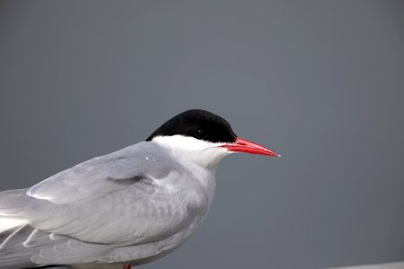 Arctic tern close-up photo