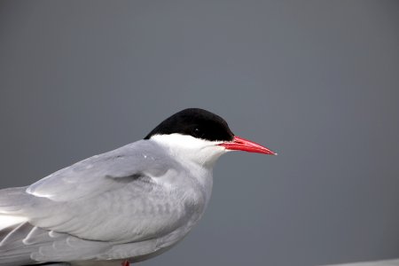 Arctic tern close-up