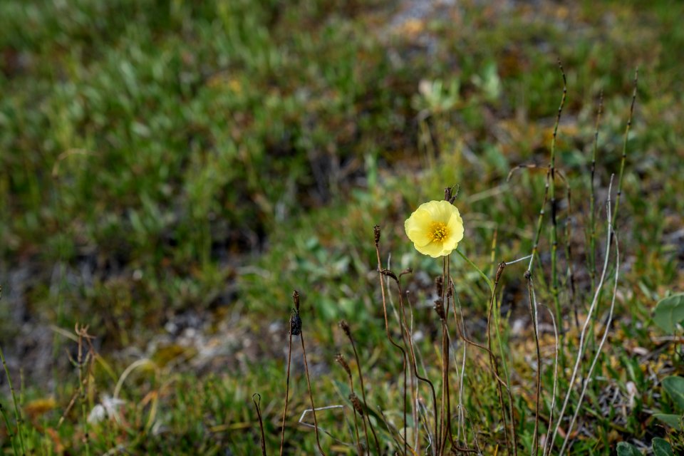 Arctic Refuge - Sheenjek River
