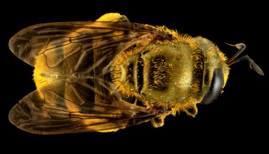 Fly Golden Baby, back, MD, Prince Georges County 2014-05-23-17.17.00 ZS PMax