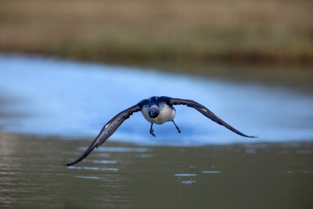 Pacific loon approach