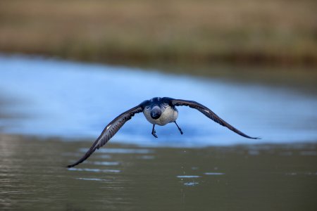 Pacific loon approach photo