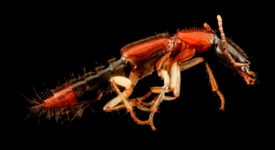 Rove beetle, U, Side, Upper Marlboro, MD 2013-08-21-16.41.18 ZS PMax photo