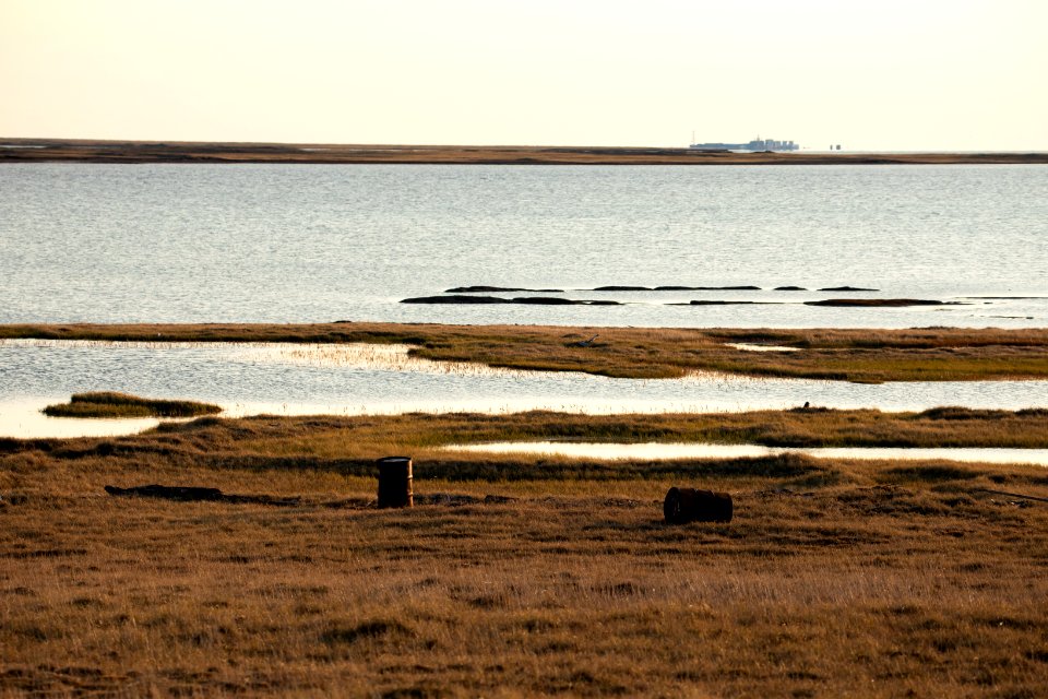 Arctic Bird Fest 2019