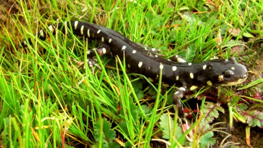 California tiger salamander adult photo