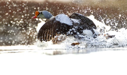 King eider splashing