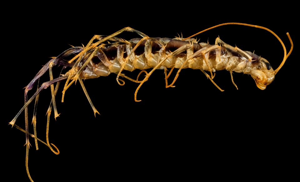 House centipede, side, beltsville 2014-04-21-18.51.19 ZS PMax