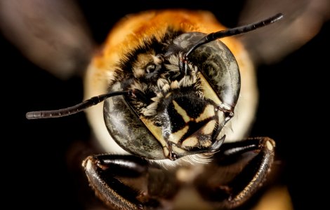 Centris decolorata, F, face, Puerto Rico, St. Isabel 2014-09-26-11.13.34 ZS PMax