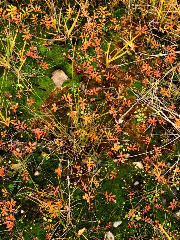 Fall foliage in Northwest Alaska