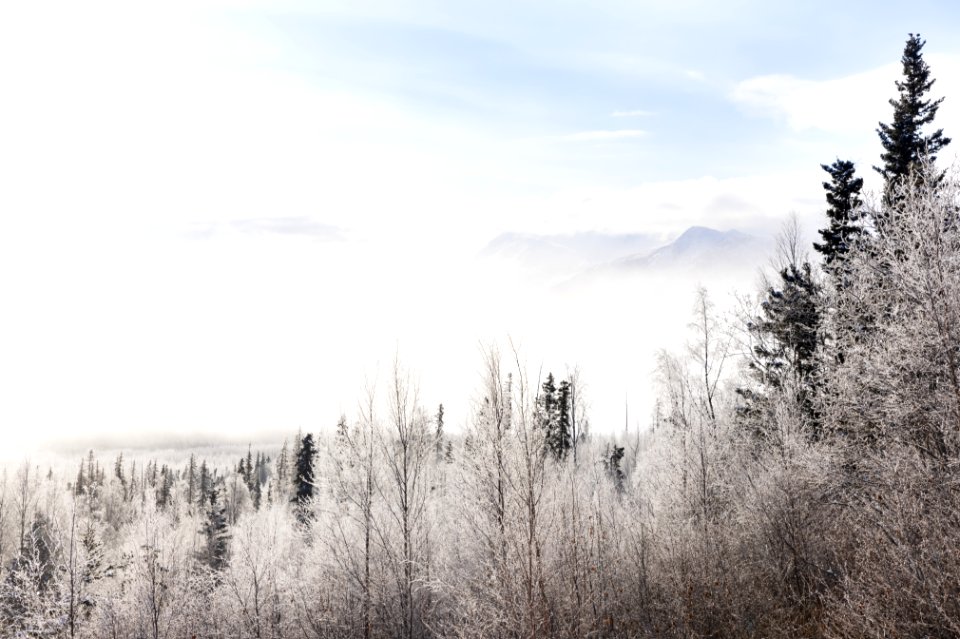 Frosty winter landscape