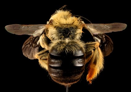 Eucera dubitata, F, Back, OH Washington County 2014-05-23-15.57.03 ZS PMax photo