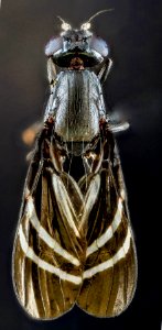 Tritoxa flexa, F, Back, MD 2013-06-18-15.27.07 ZS PMax photo