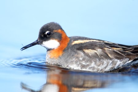 Female red-necked phalarope feeding photo