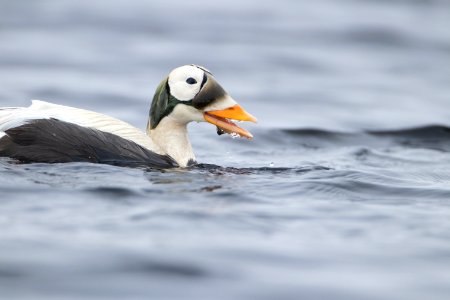 Spectacled eider feeding