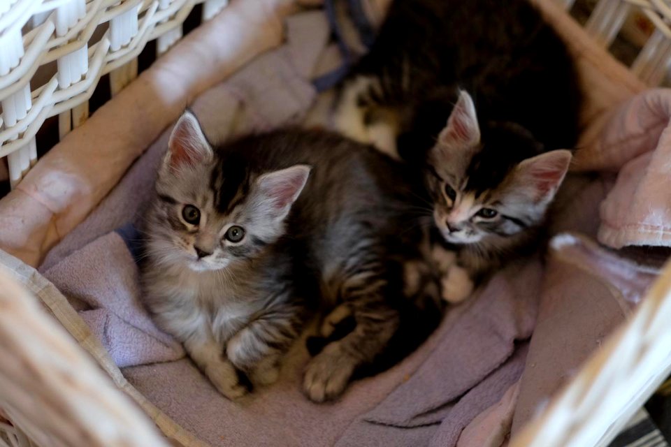 Chatons GALIT 13.12.2015 - Février 2016